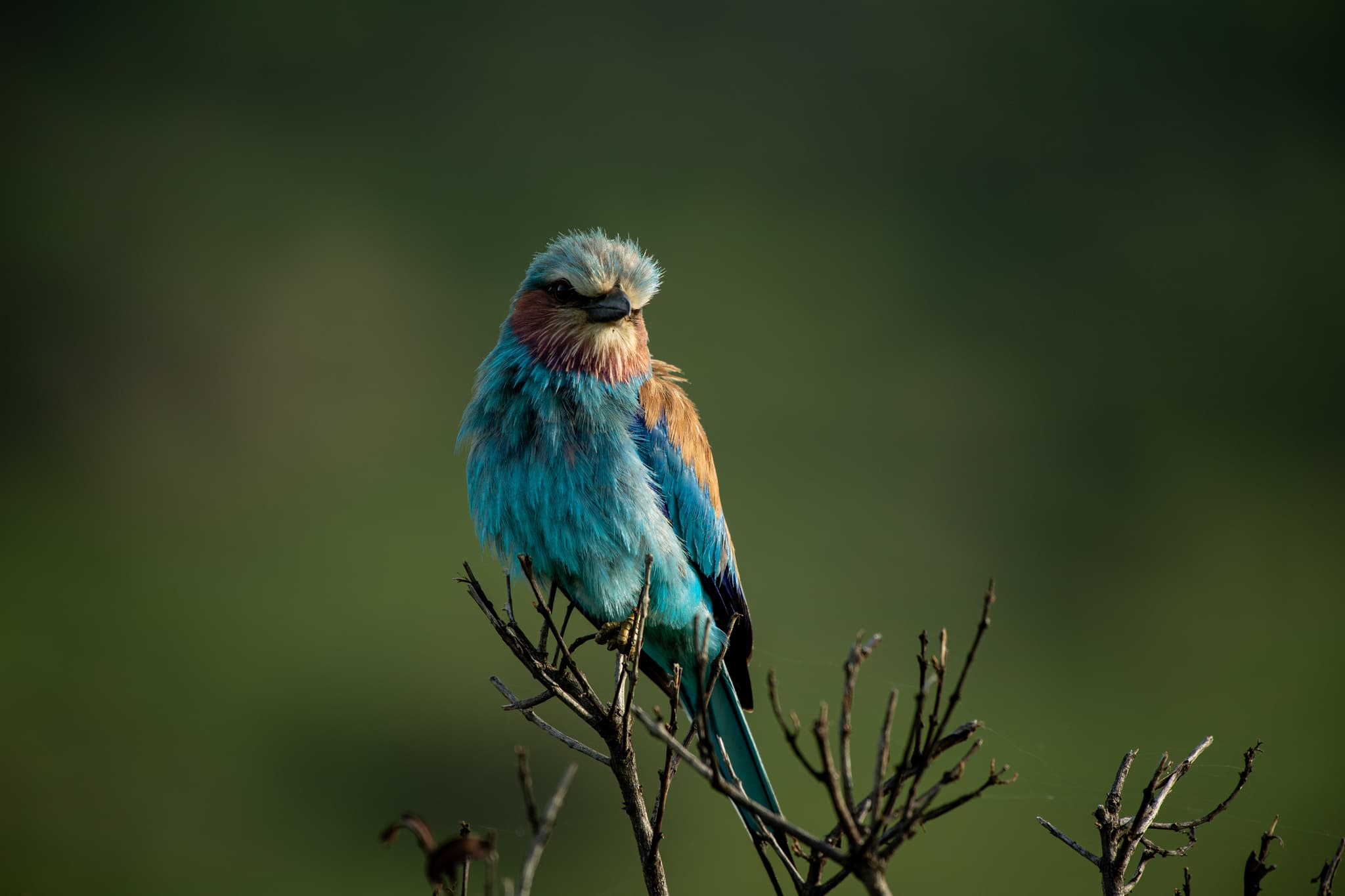 Colourful savannah and woodland birds in East Africa