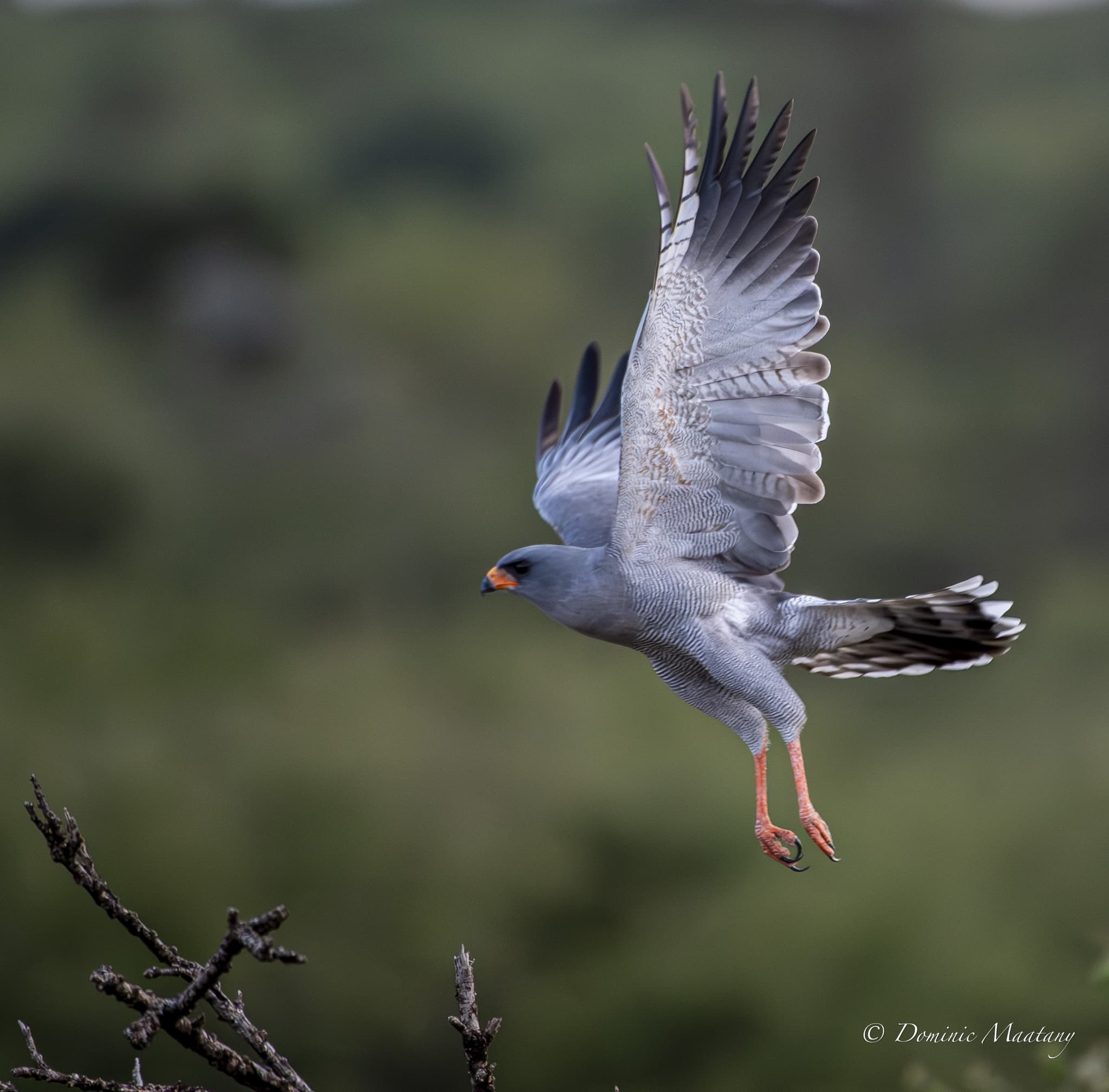 Waterbirds and reflections — East African wetland edge