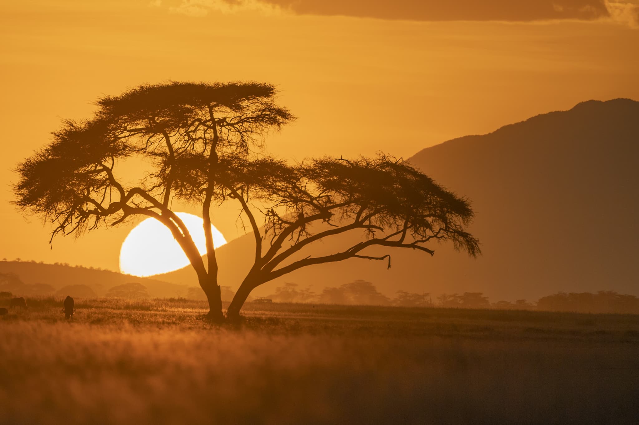 Every great safari starts with a conversation.