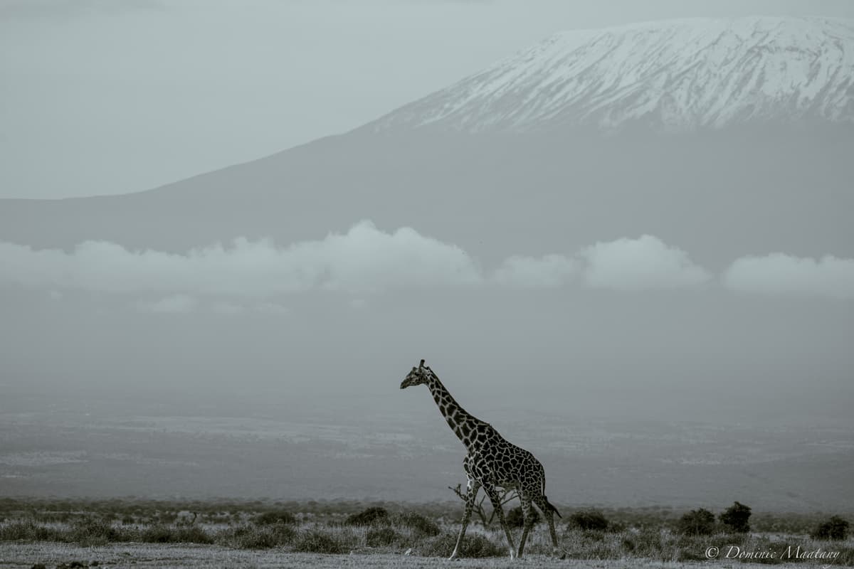 Gallery placeholder image 7