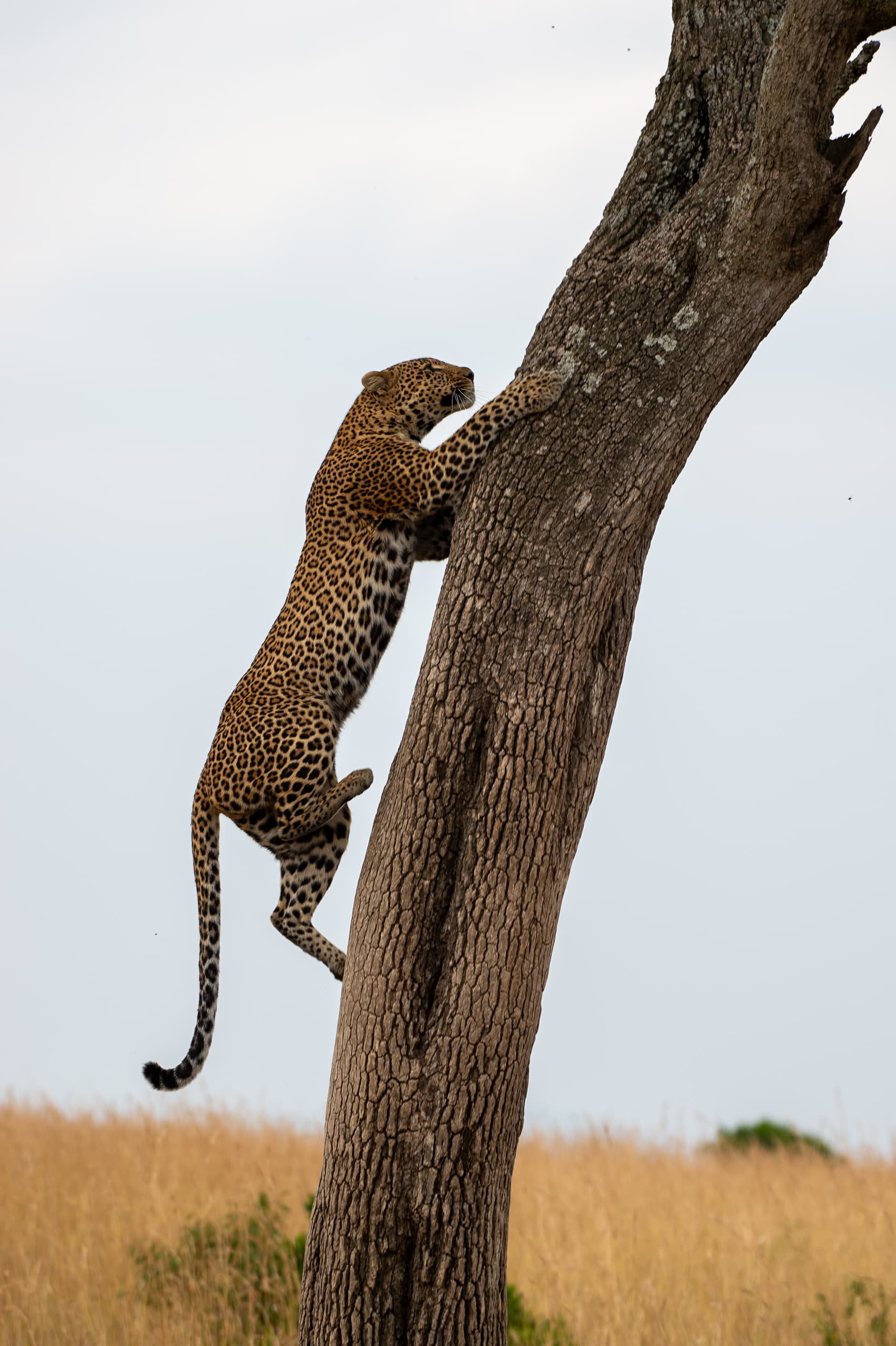 Northern Kenya — Laikipia and Samburu landscapes
