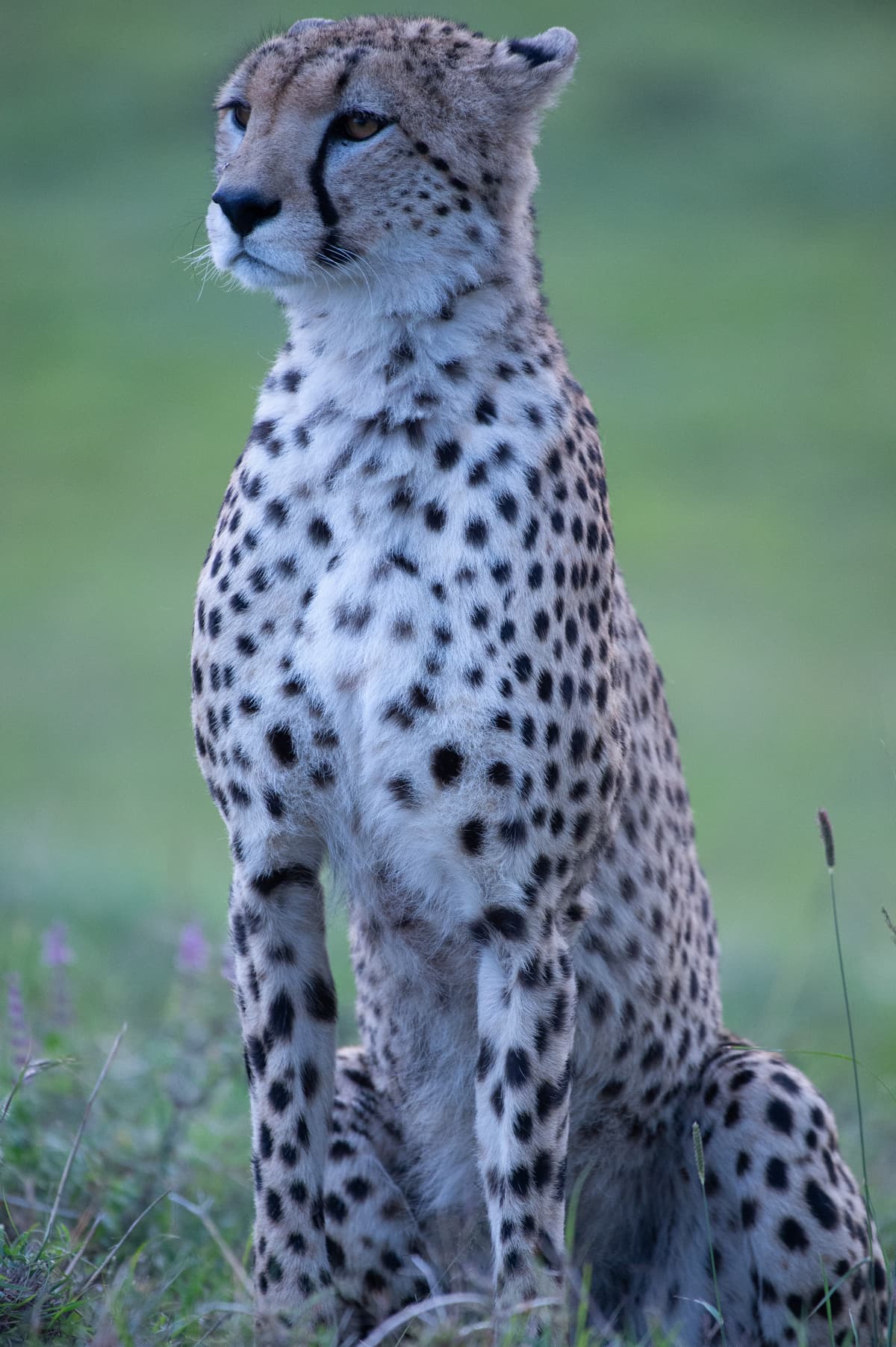 Detail and texture — life on the savanna floor
