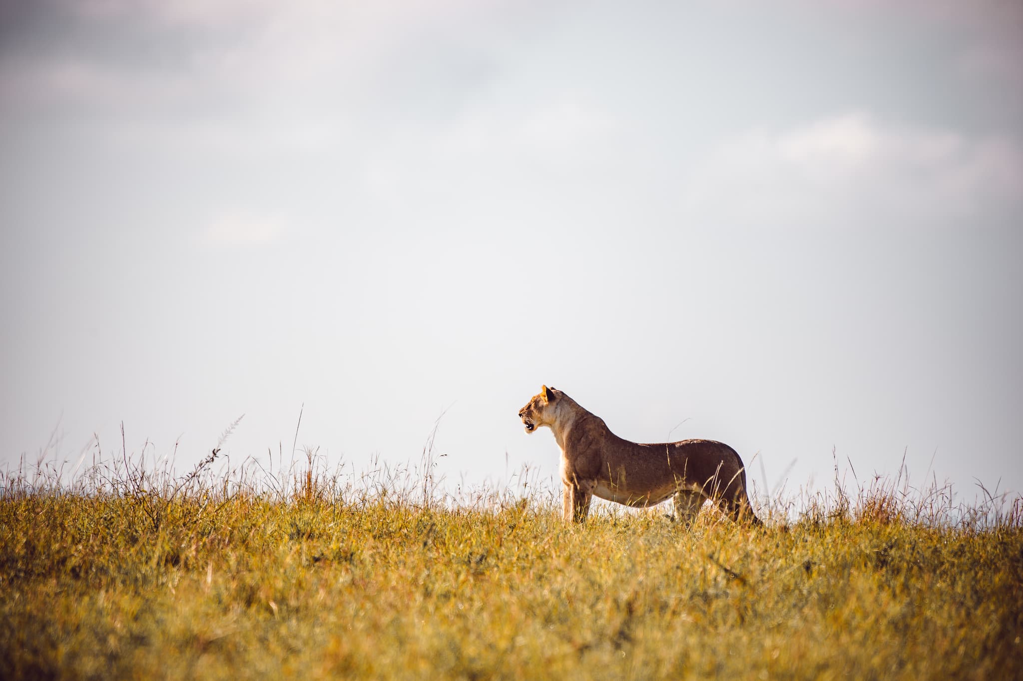 Safari scene in northern Kenya