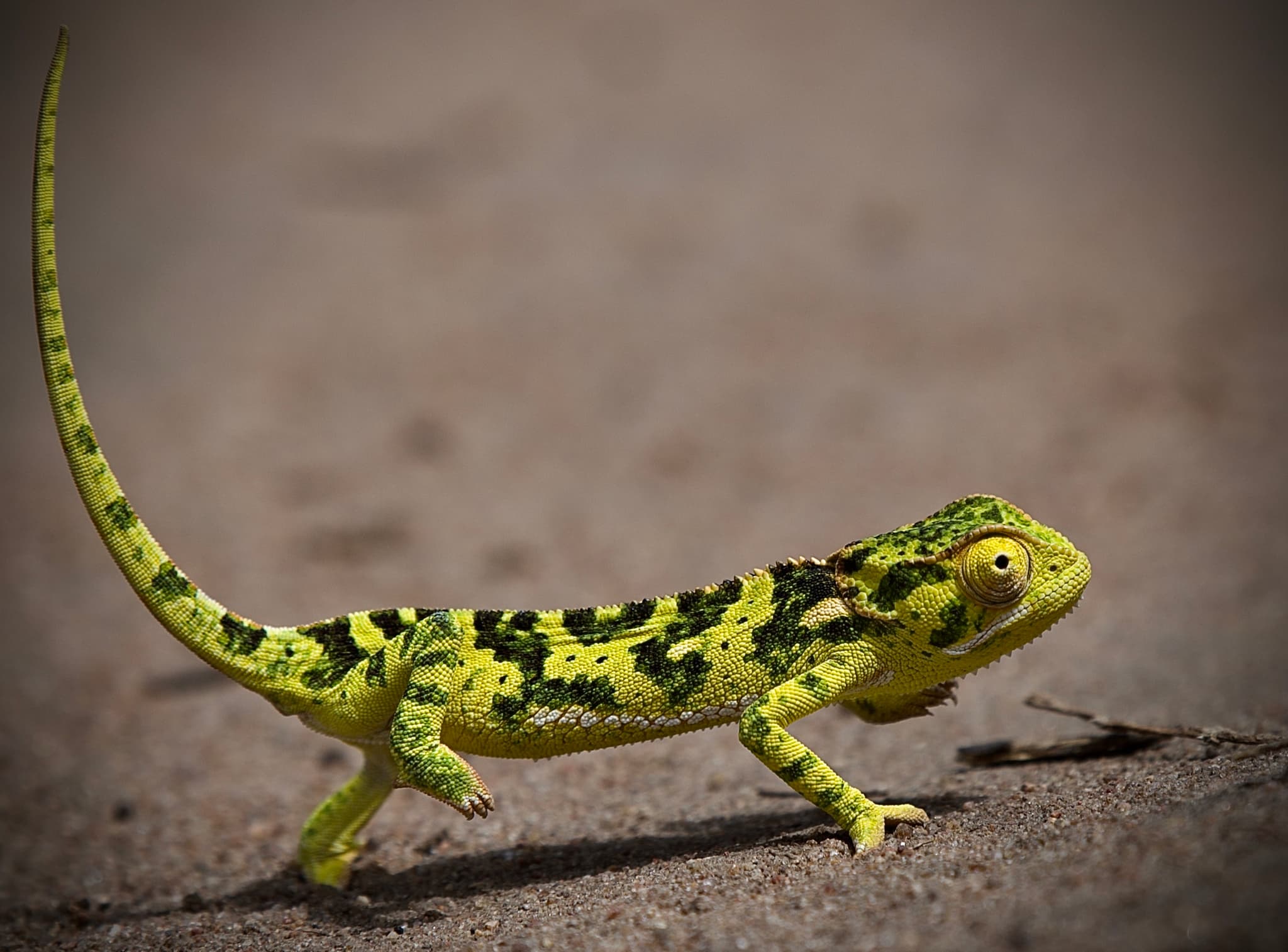 Flap-necked chameleon crossing sandy ground, tail curled