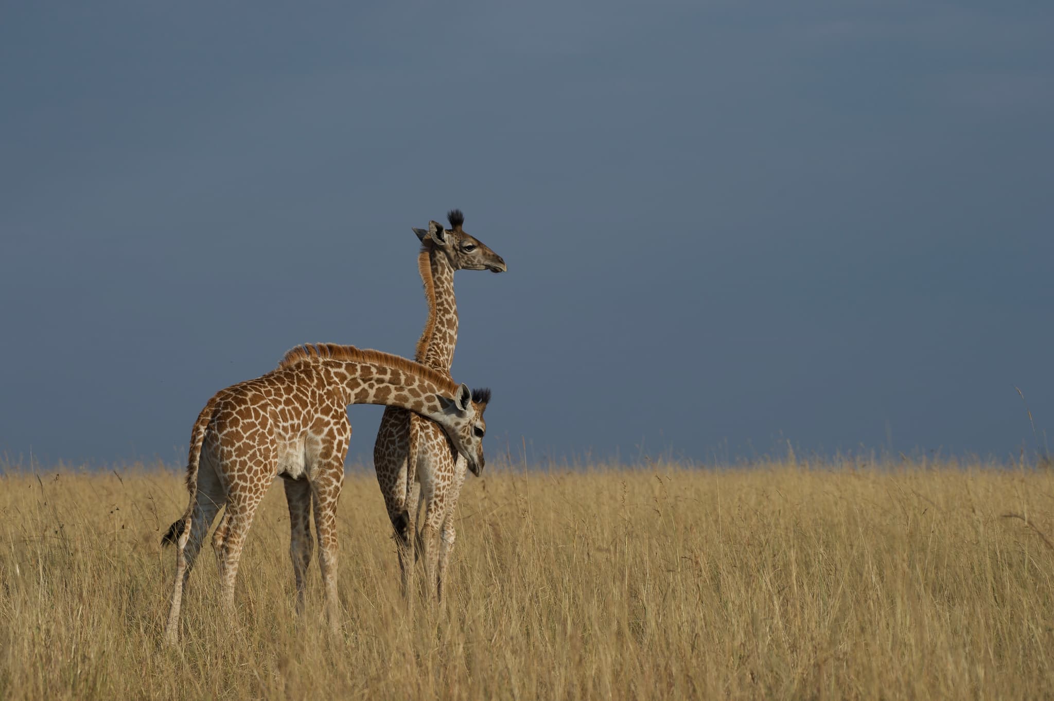 Savanna wildlife — Queen Elizabeth and Murchison country