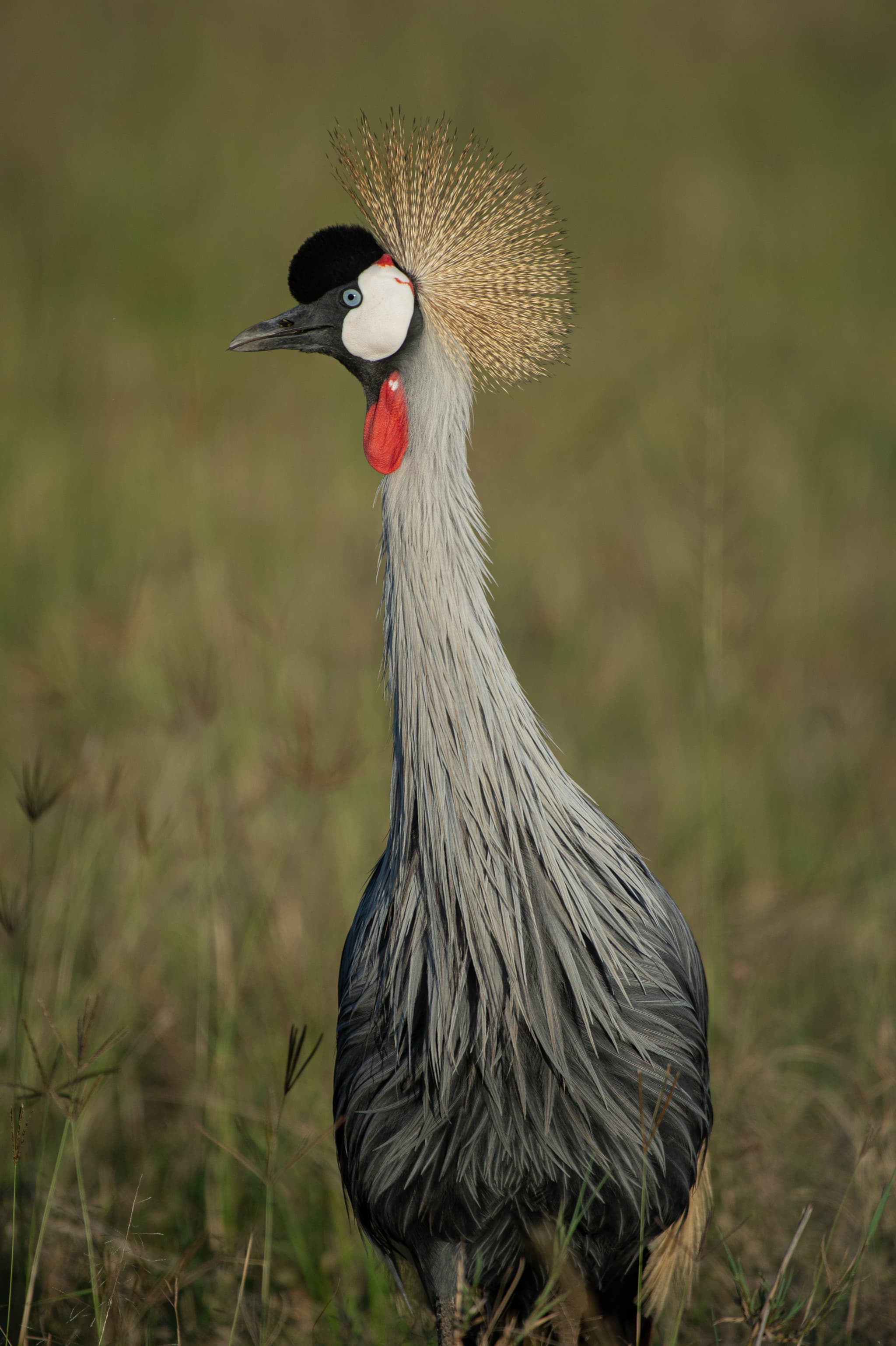 Uganda birdlife — colour, detail, and closeness in the wild