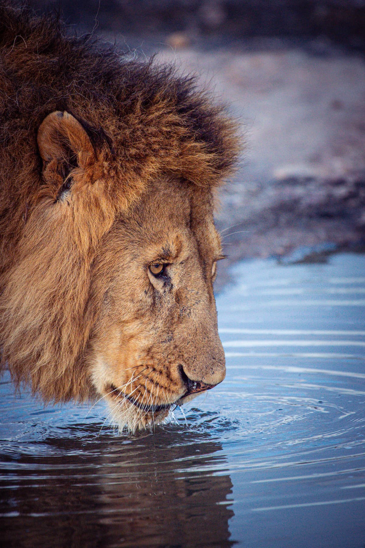 African wildlife in natural bush habitat