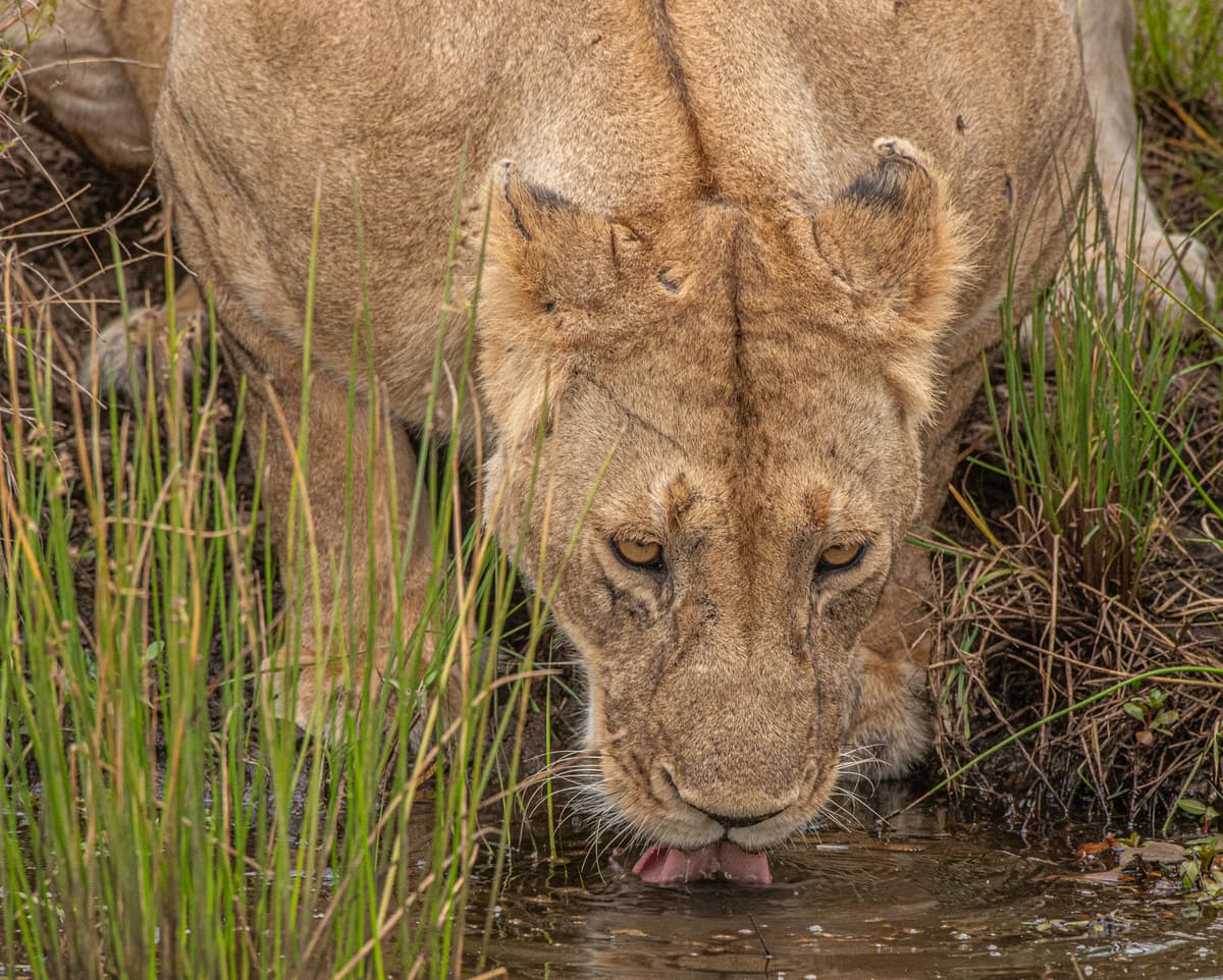 Northern safari bush — open country and warm light