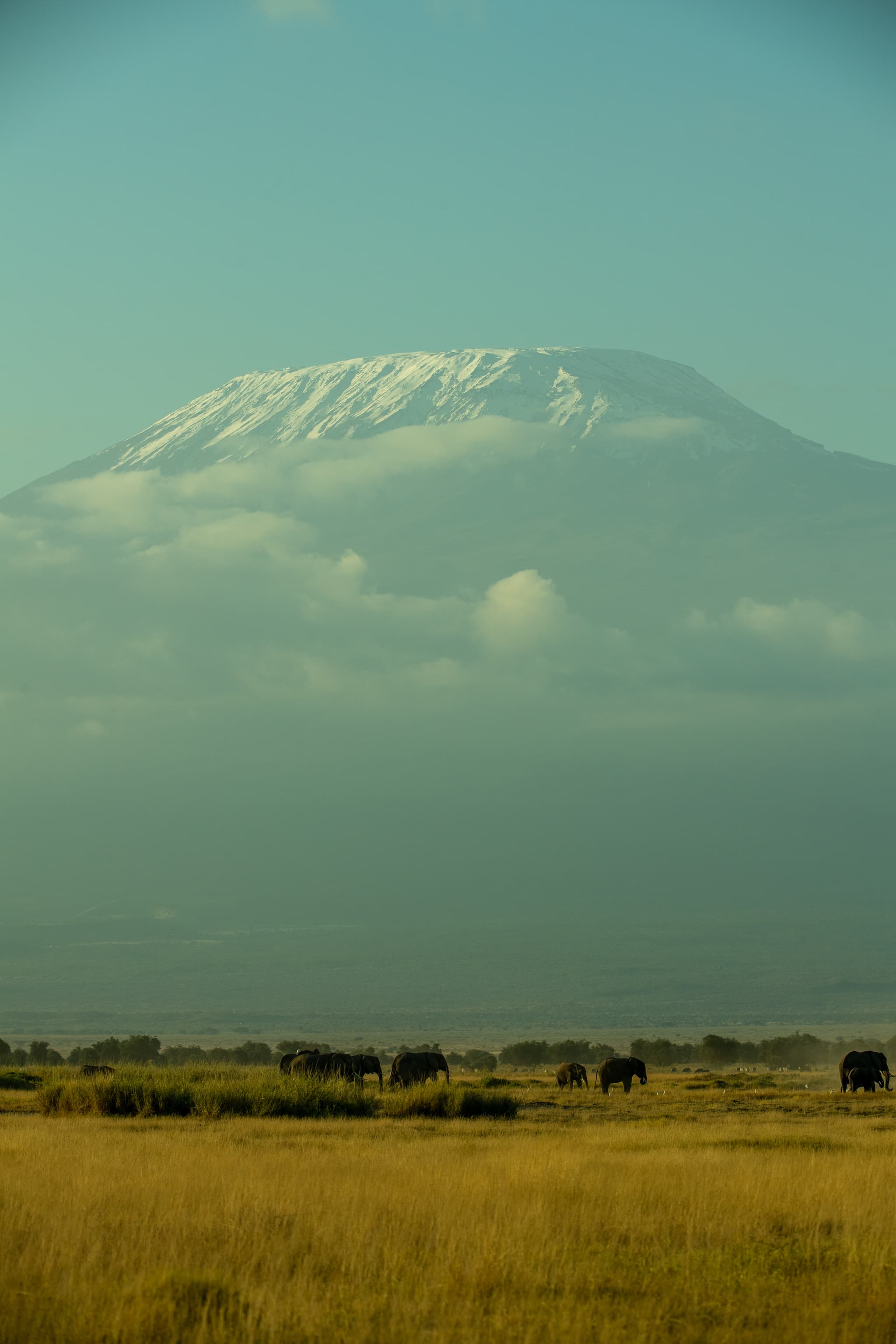 Wildlife in open savannah near Amboseli