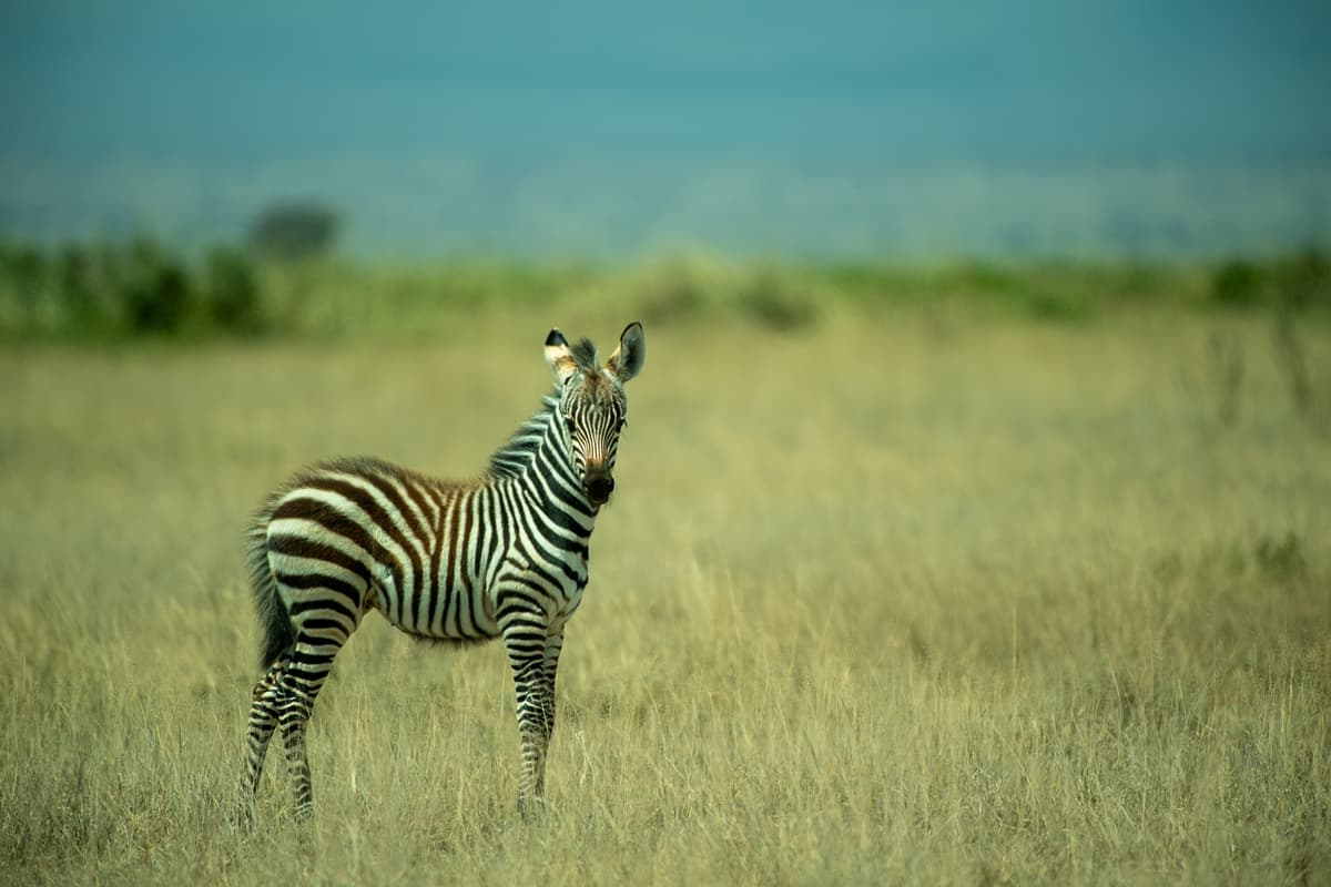 Great Rift Valley — escarpment, water, and soft safari haze