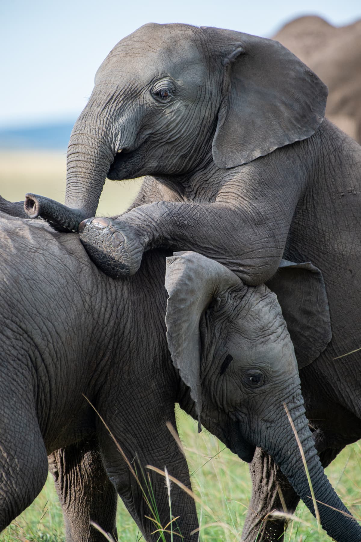 Wildlife moment on East African plains