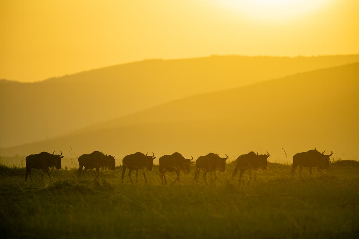Blue wildebeest in line across golden savanna