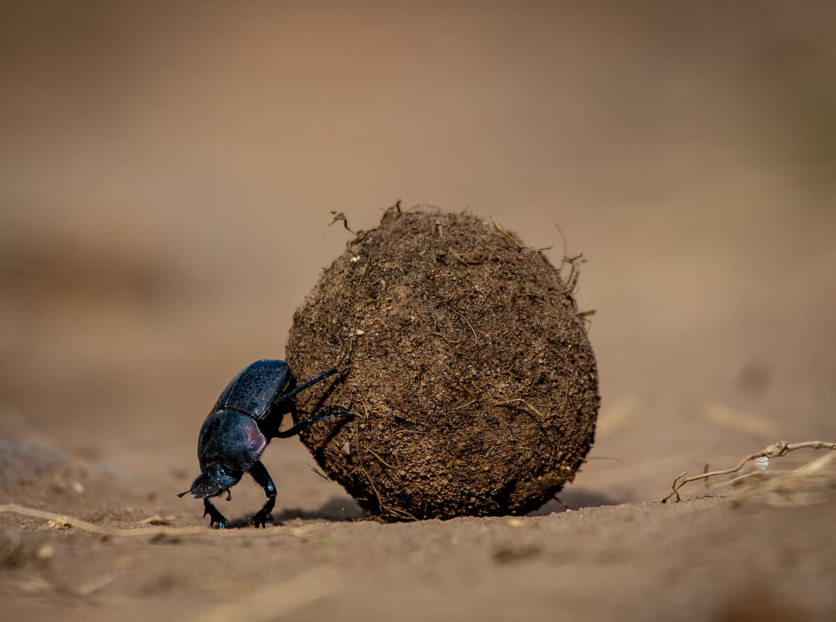 Dung beetle rolling a ball across dry savanna