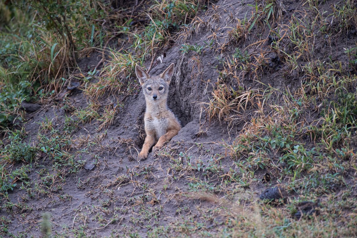 Black-backed jackal pup at a den