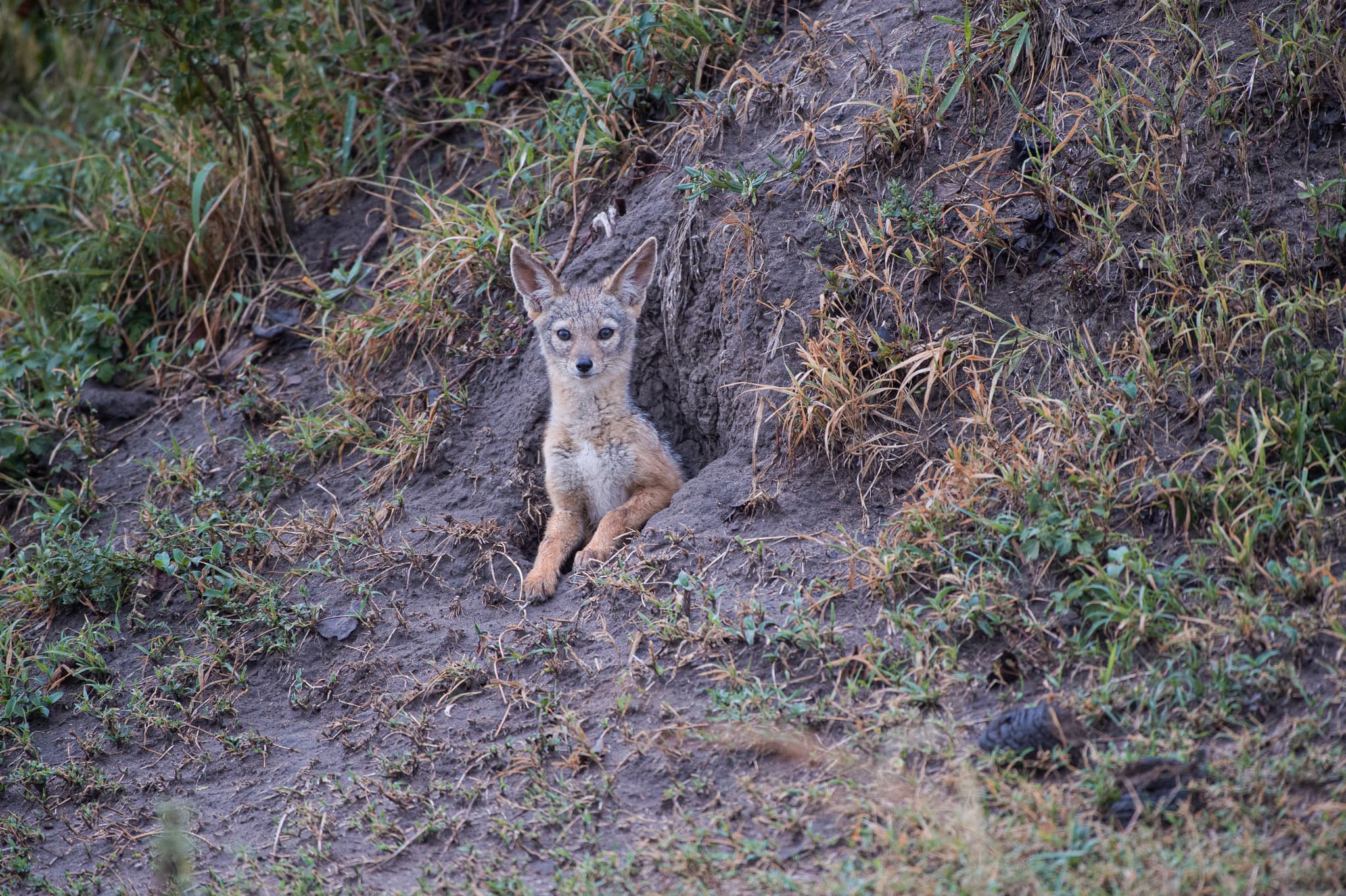 Black-backed jackal pup at the entrance of an earthen den