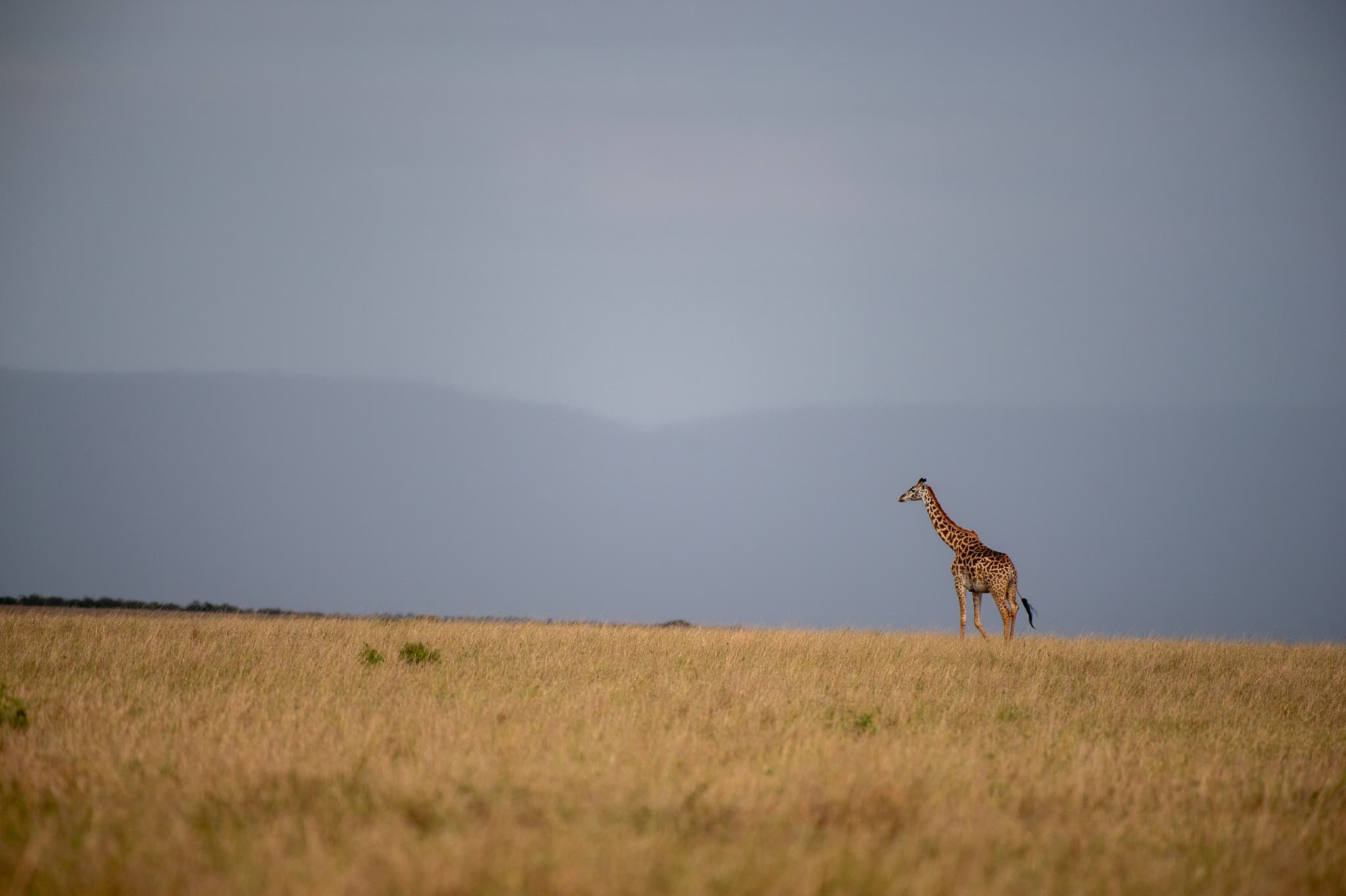 Elephants and open plains beneath Mount Kilimanjaro, Amboseli