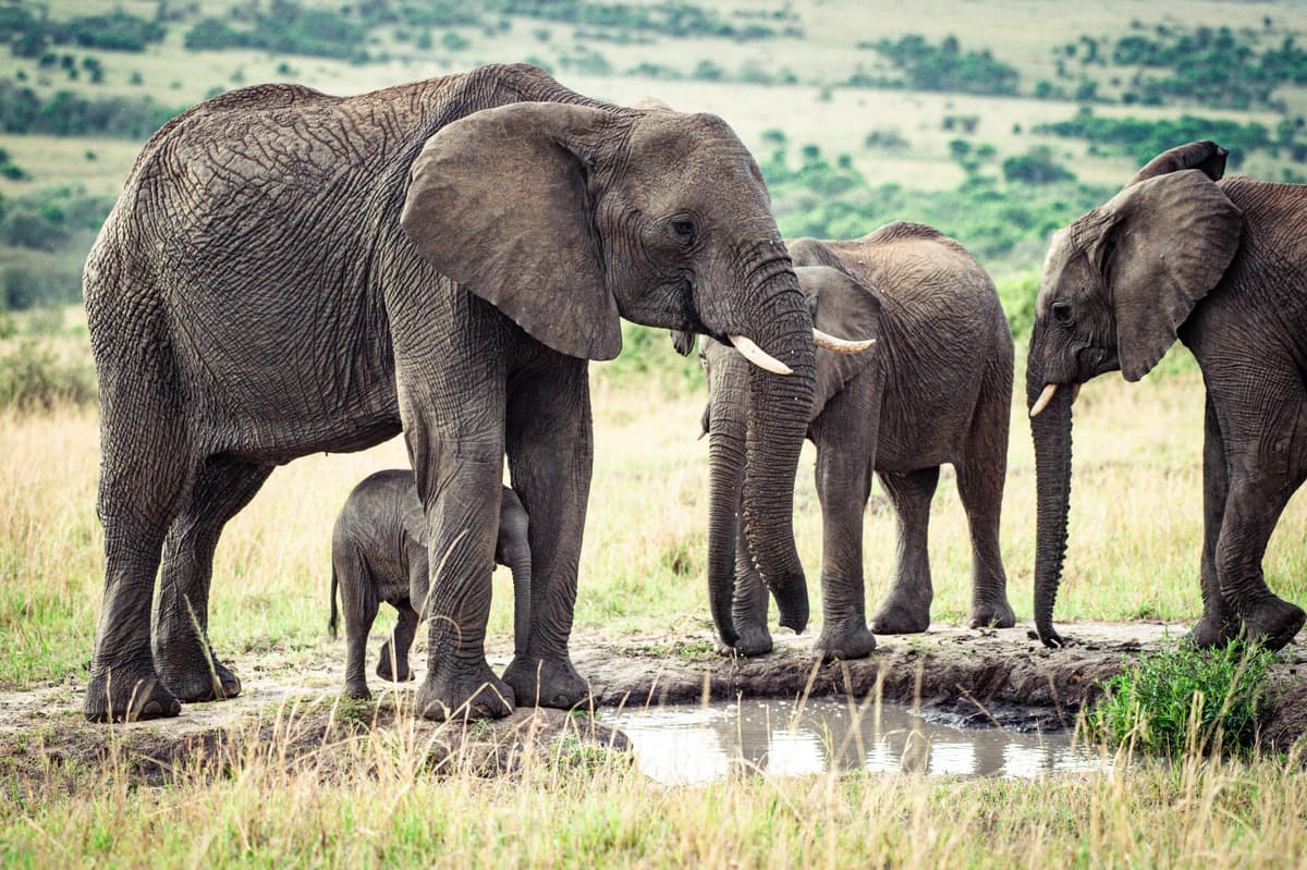 Safari scene — predator or plains wildlife in the Mara–Serengeti belt
