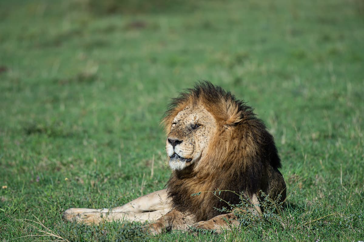 Male lion resting in lush green grassland