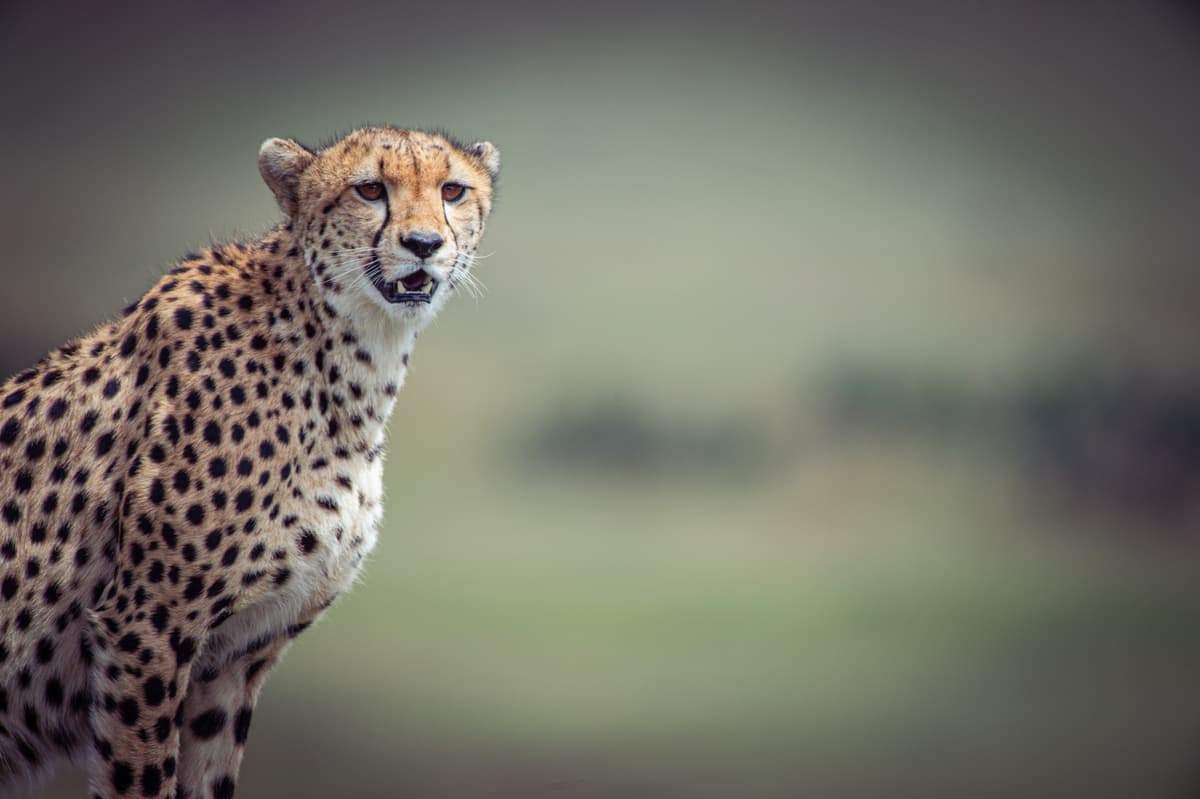 Golden-hour safari photography on the plains