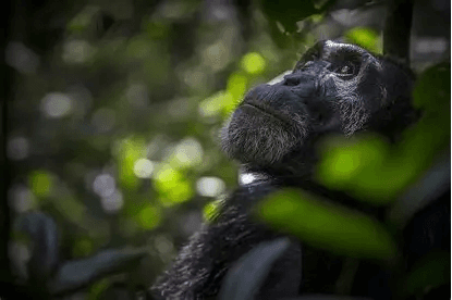 Chimpanzee in forest shade — primate encounter