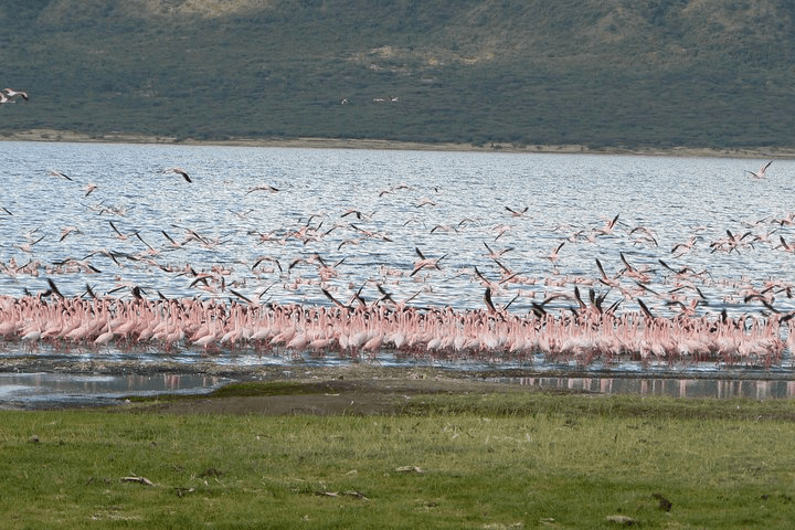 Flamingoes on alkaline water — Rift lakes colour
