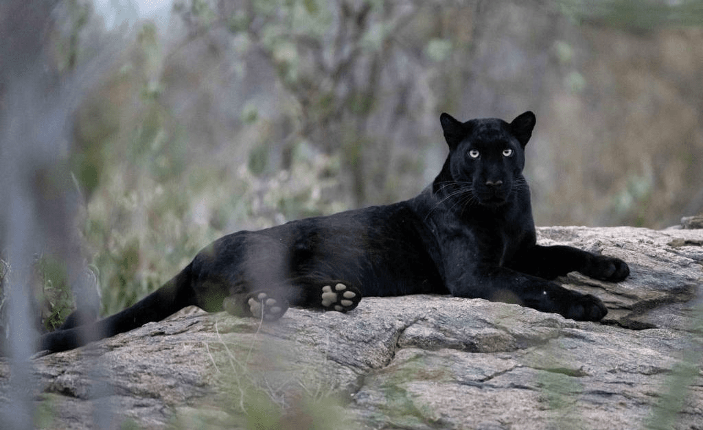 Leopard in Laikipia conservancy — bush, dappled light, northern Kenya plateau