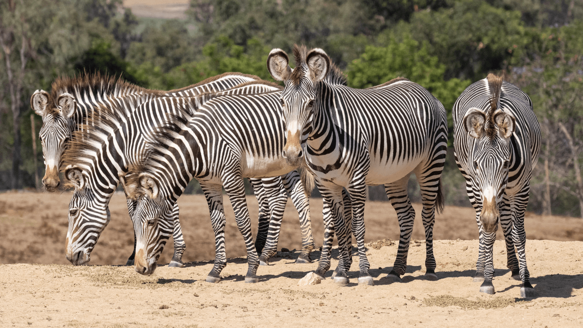 Northern Kenya wildlife — Special Five country