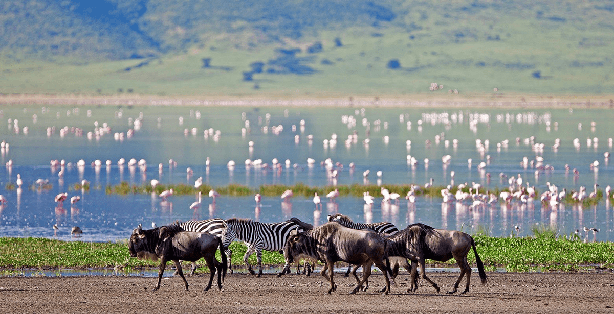 Lake Manyara — forest, escarpment, and lake light