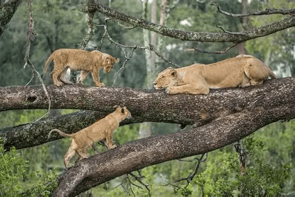 Tree-climbing lions — lioness and cubs on thick forest branches, Lake Manyara