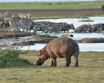 Lake Manyara water’s edge — hippo on the grass, zebra, wildebeest, and hippos in the shallows