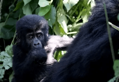 Great apes in Rwanda’s montane rainforest — Volcanoes and Nyungwe country