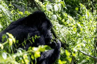 Rwanda forest primates — canopy and rainforest light