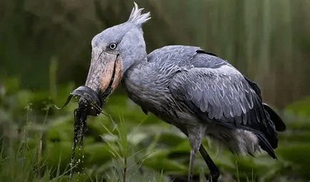 Shoebill stork with lungfish in wetland marsh — Uganda birding icon