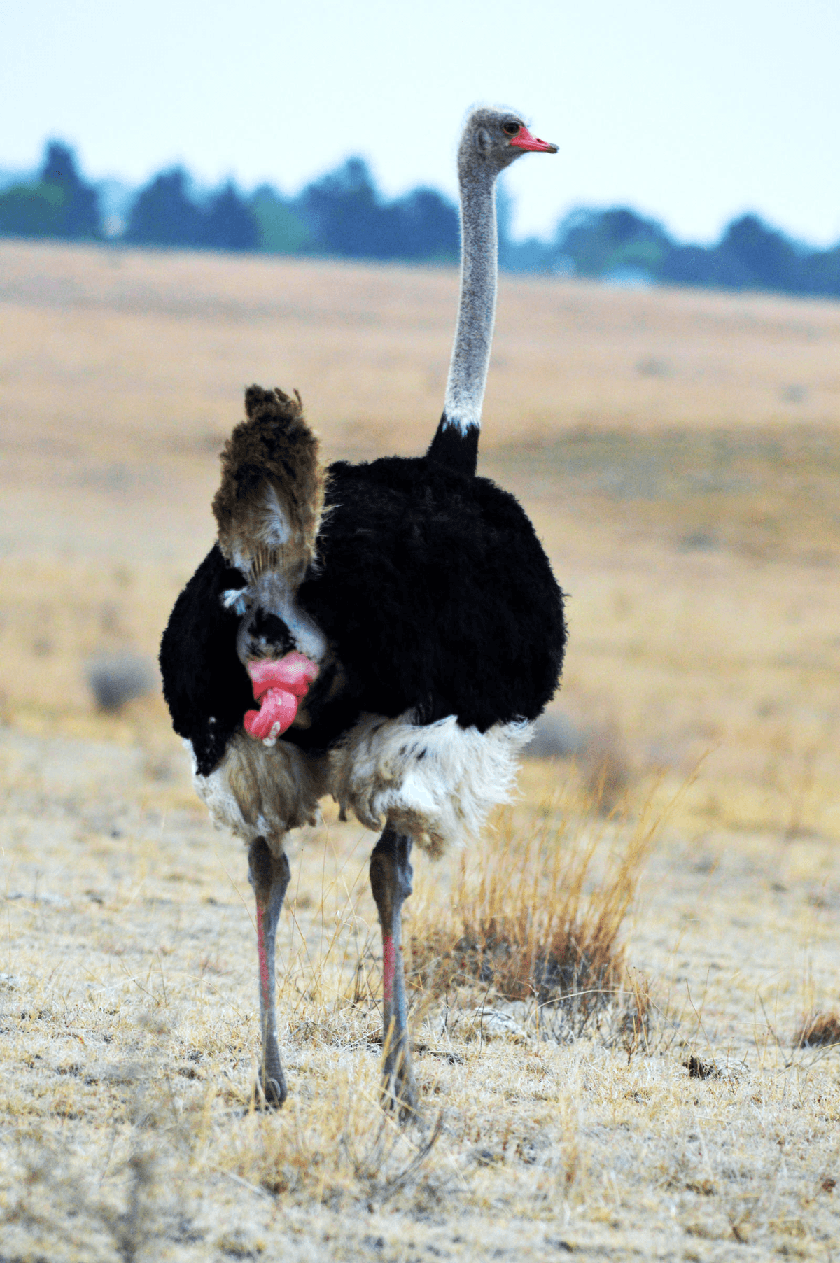 Somali ostrich — northern Kenya special