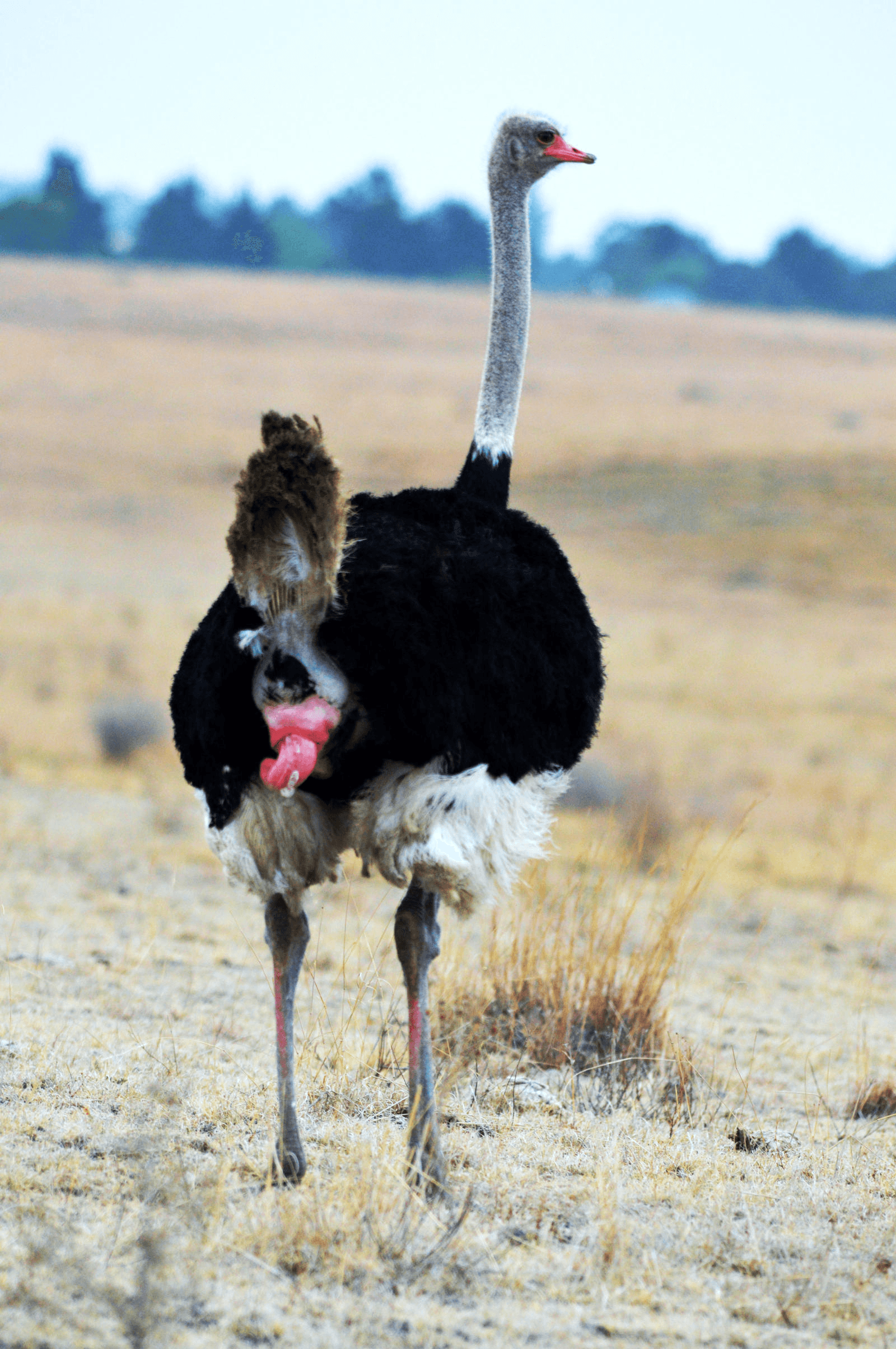 Somali ostrich in northern Kenya