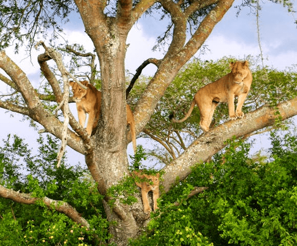 Tree-climbing lion silhouette — Manyara legend
