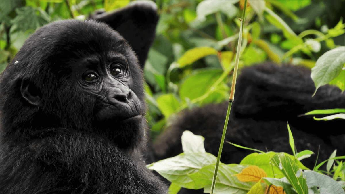 Young mountain gorilla in Uganda rainforest — Bwindi gorilla trekking