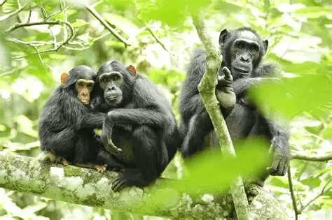 Chimpanzees on a branch — Kibale Forest, Uganda