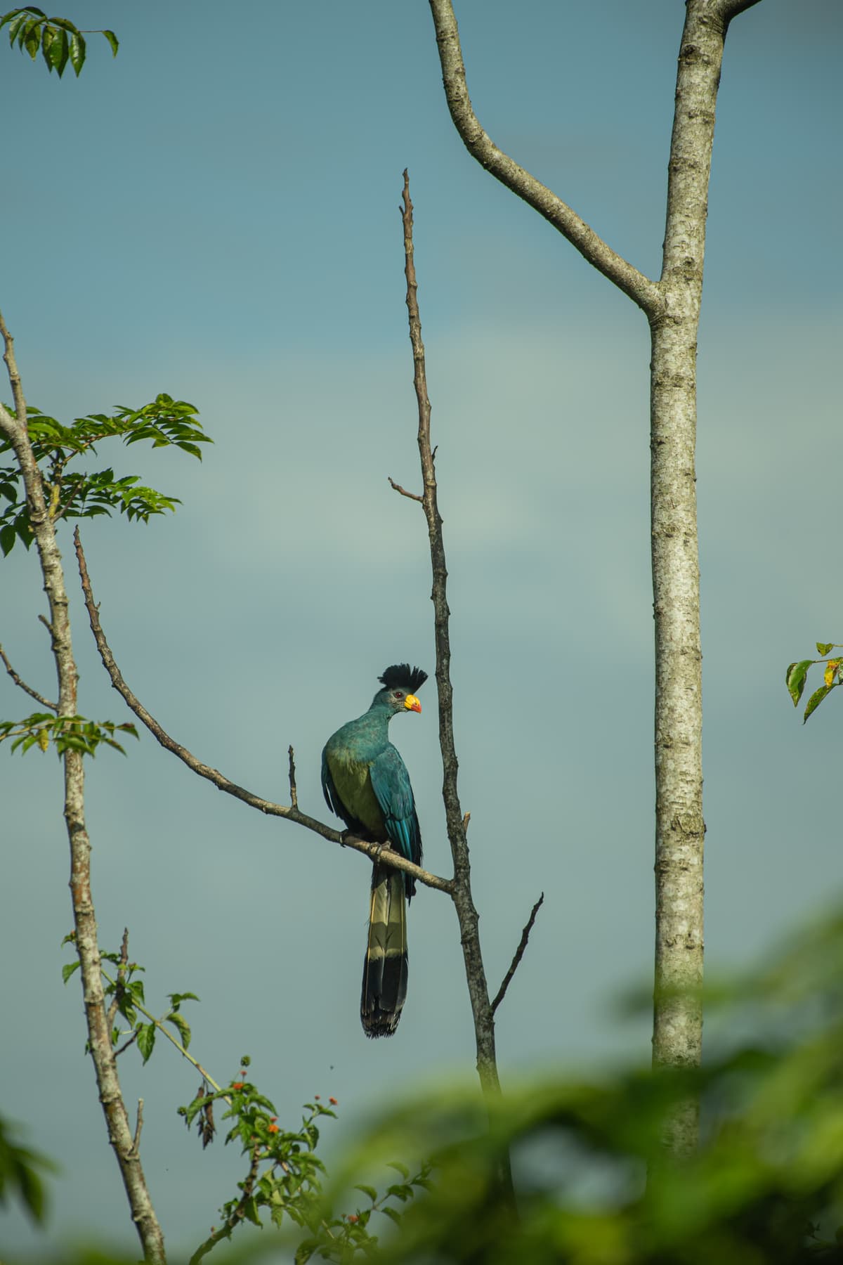 Great Blue Turaco perched on a forest snag — Uganda