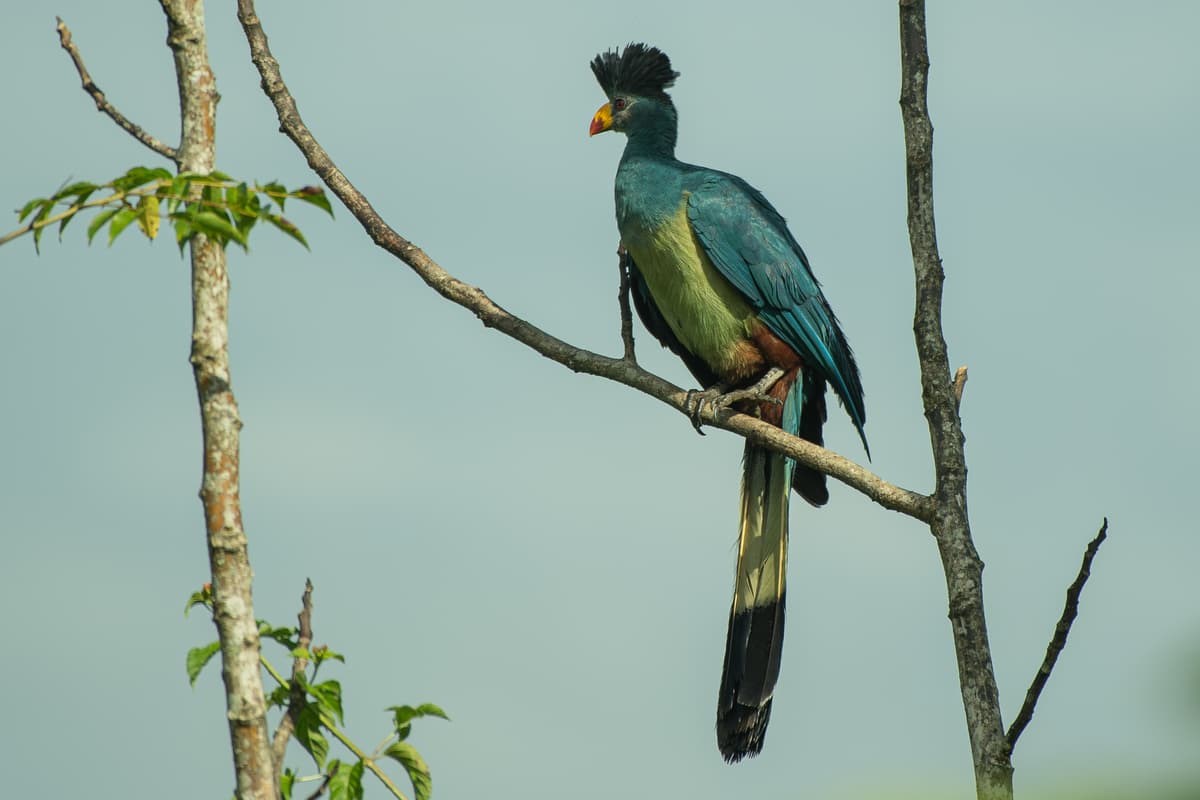 Great Blue Turaco against a soft sky — Uganda forest bird