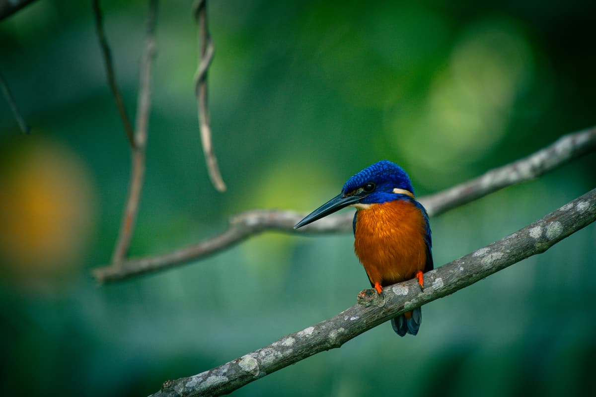 Shining-blue kingfisher on a branch — Uganda wetland bird