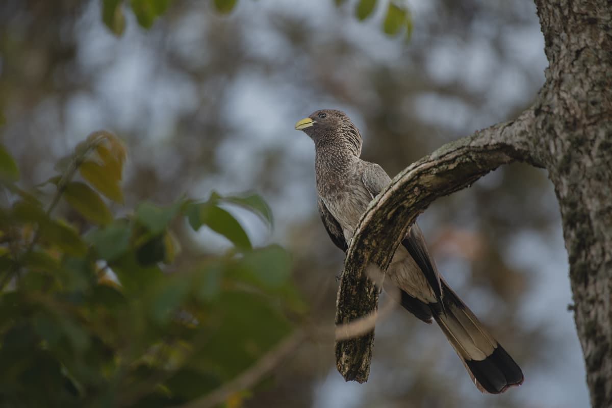 Eastern plantain-eater perched in woodland — Uganda