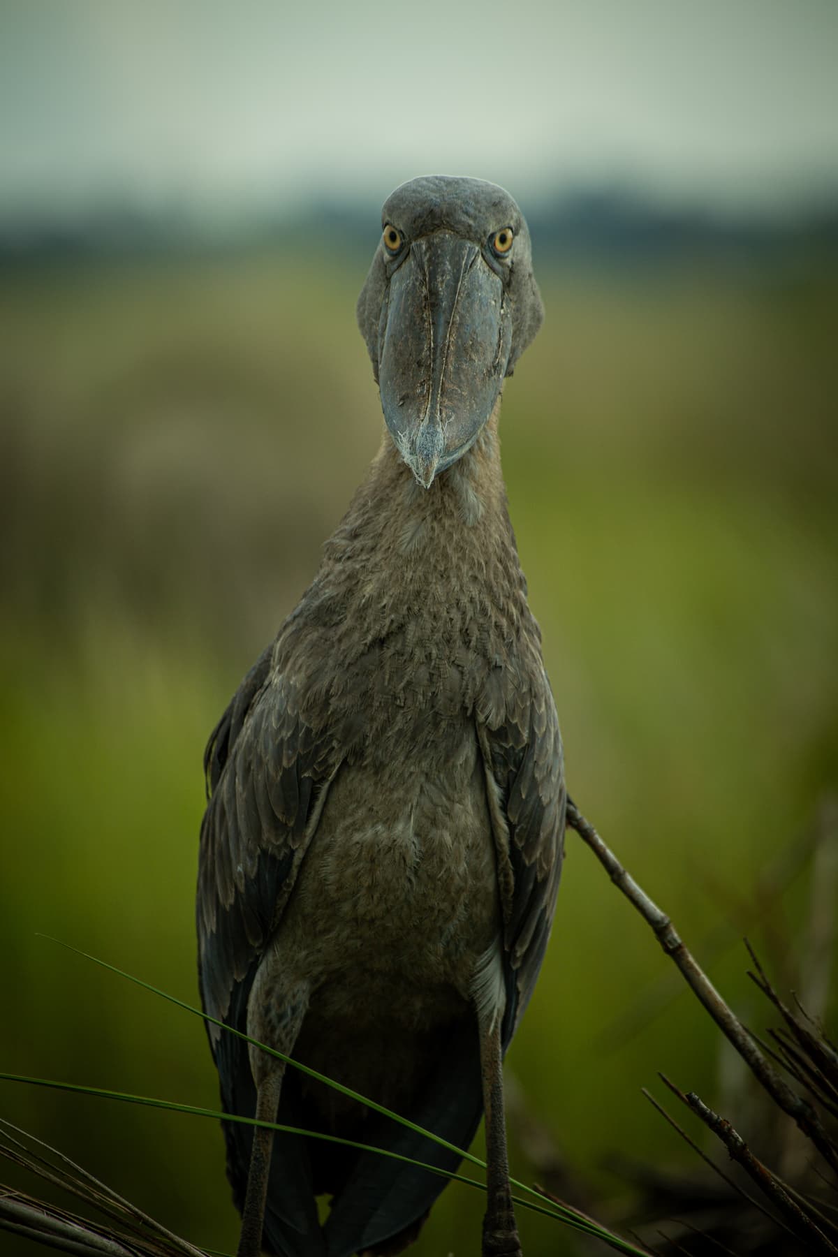 Shoebill stork portrait in a papyrus swamp — Uganda