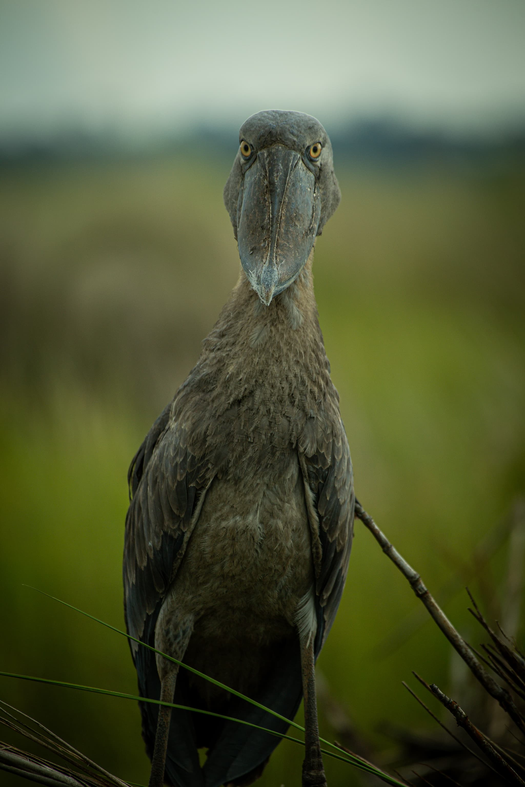 Shoebill stork with lungfish in wetland marsh — Uganda birding icon