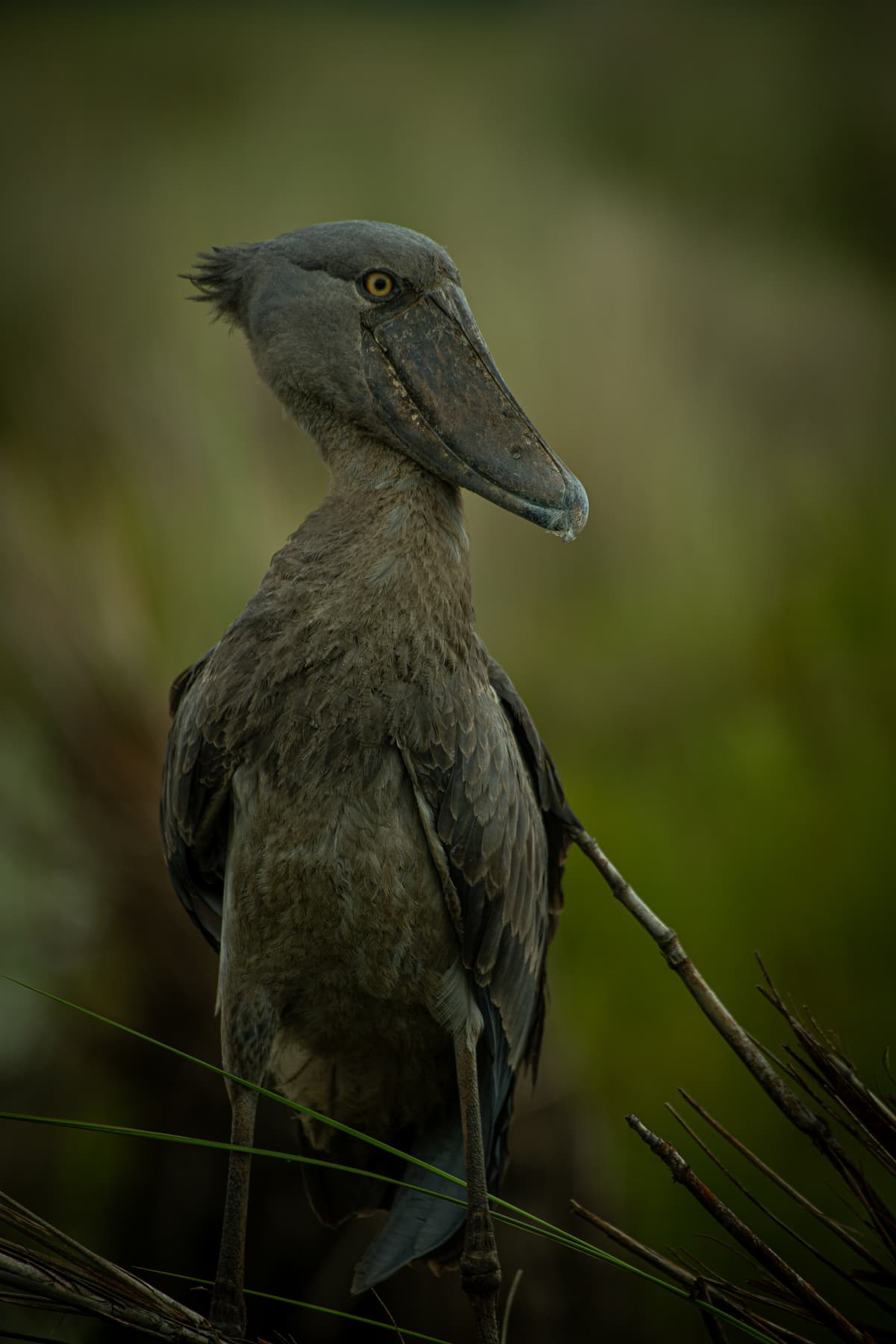 Shoebill stork in wetland reeds — Uganda birding icon