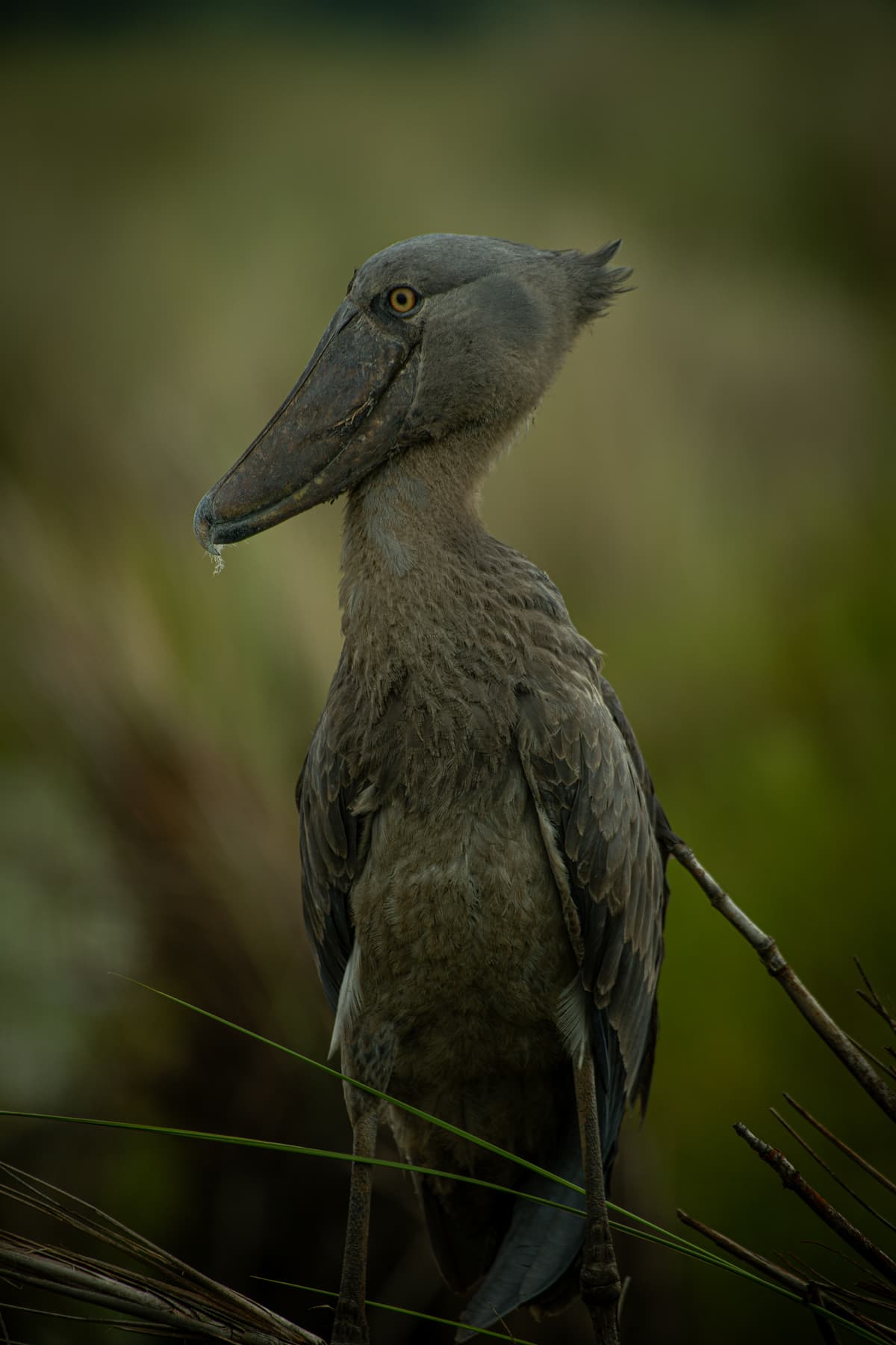 Shoebill stork among swamp grasses — Uganda