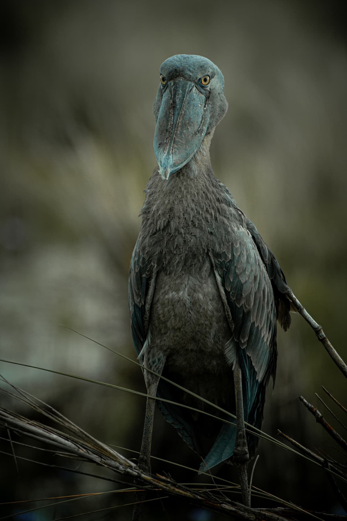 Shoebill stork facing the camera — Uganda wetland