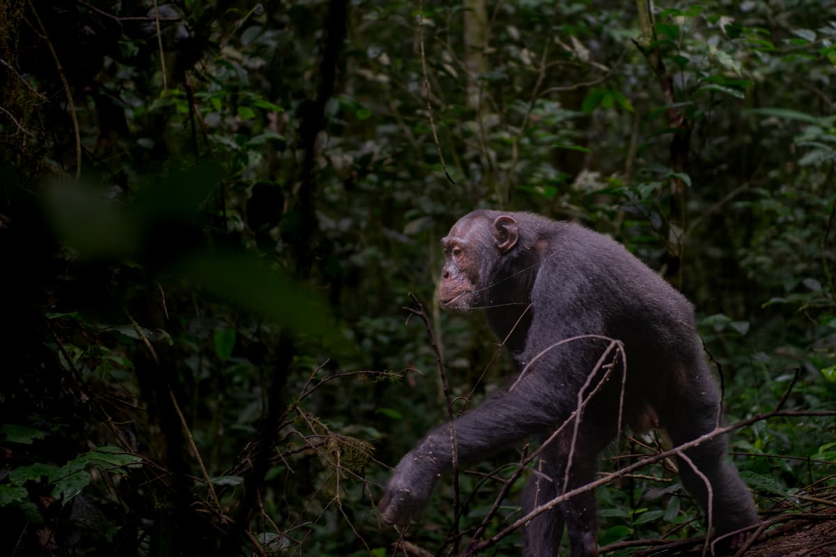 Chimpanzees on a branch — Kibale Forest, Uganda