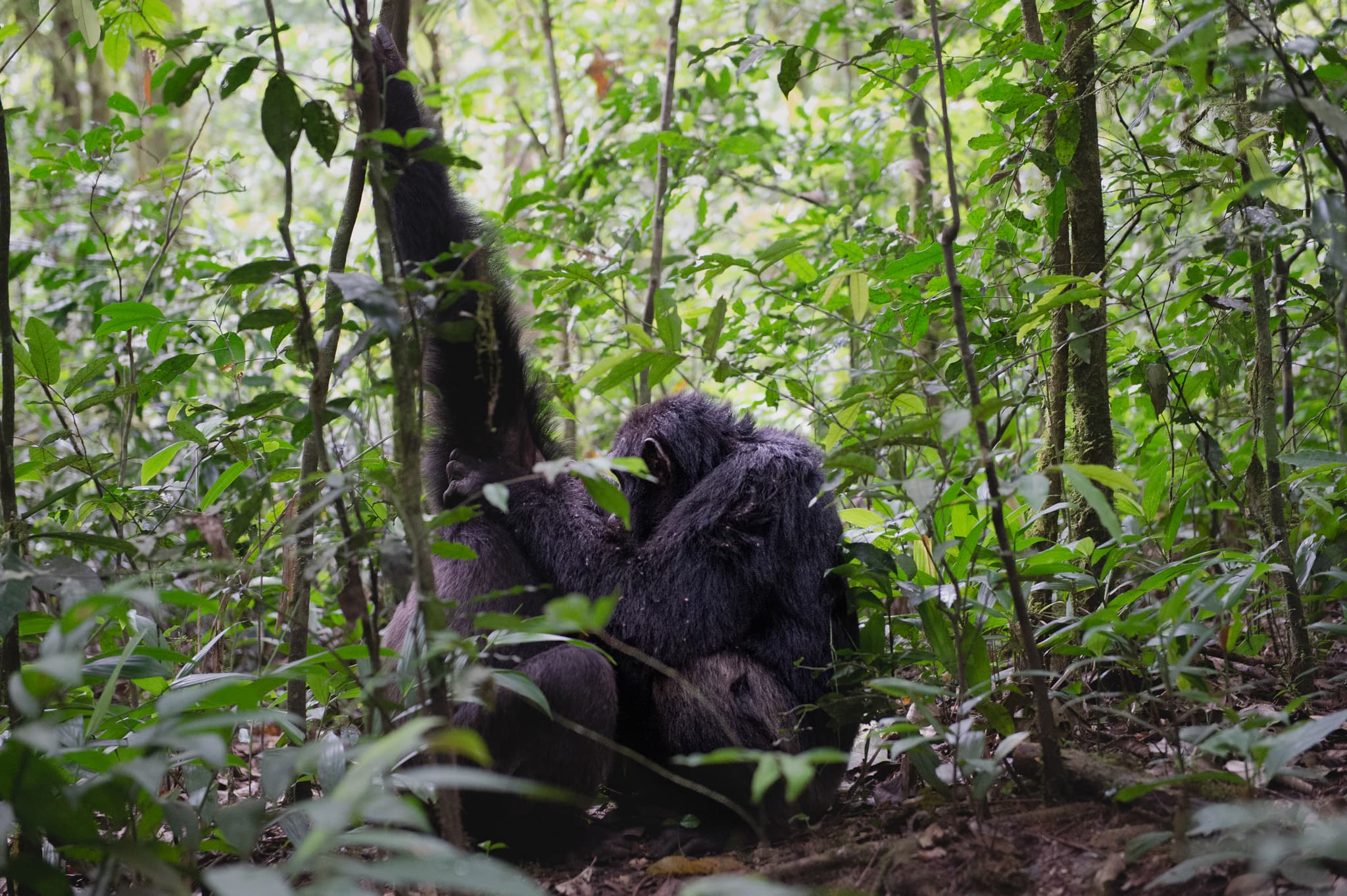 Chimpanzees on a lichened branch — Kibale forest, Uganda