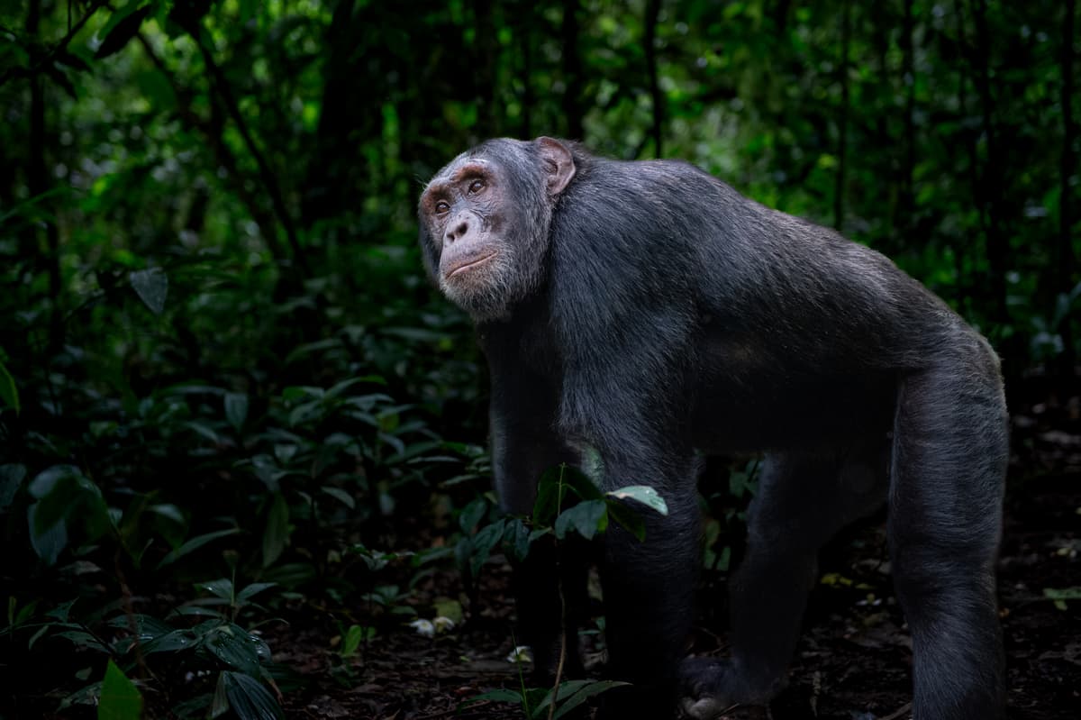 Rwanda forest primates — canopy and rainforest light